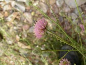 Dicoma schimperi flower Mature form,Flower,Desert,Tracheophyta,Terrestrial,Indian,Asia,Magnoliopsida,Photosynthetic,Compositae,Asterales,Plantae,Dicoma,Not Evaluated