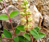 Pupalia lappacea fruit Leaves,Flower,Mature form,Desert,Equisetopsida,Terrestrial,Pupalia,Tracheophyta,Africa,Indian,Not Evaluated,Caryophyllales,Photosynthetic,Plantae,Amaranthaceae