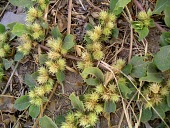 Alternanthera pungens in flower Mature form,Flower,Leaves,Terrestrial,Plantae,Indian,Desert,Amaranthaceae,Photosynthetic,Alternanthera,Caryophyllales,Asia,Magnoliopsida,Tracheophyta,Not Evaluated