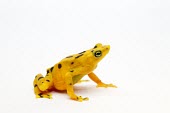 Female Panamanian golden frog Adult Female,Adult,Panamanian golden frog,Atelopus zeteki,Anura,Frogs and Toads,Amphibians,Amphibia,Bufonidae,Toads,Chordates,Chordata,golden frog,Zeteks golden frog,Zeteks frog,Atelopus varius zete