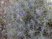 Blepharis ciliaris in flower Mature form,Flower,Leaves,Terrestrial,Tracheophyta,Plantae,Blepharis,Lamiales,Equisetopsida,Africa,Photosynthetic,Asia,Acanthaceae,Desert