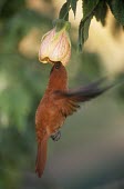 Male Juan Fernndez firecrown feeding Adult,Feeding behaviour,Feeding,Adult Male,Chordata,Appendix II,Aves,Sephanoides,Animalia,South America,fernandensis,Apodiformes,Sub-tropical,Critically Endangered,Carnivorous,Fluid-feeding,Flying,Tro