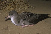 Pink-footed shearwater Adult,Procellariidae,Shearwaters and Petrels,Ciconiiformes,Herons Ibises Storks and Vultures,Chordates,Chordata,Aves,Birds,Ocean,Rock,Pacific,Aquatic,Carnivorous,Scrub,Procellariiformes,Flying,Vulnera