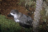 Juan Fernndez petrel Habitat,Adult,Species in habitat shot,Breeding habitat,Ciconiiformes,Herons Ibises Storks and Vultures,Aves,Birds,Chordates,Chordata,Procellariidae,Shearwaters and Petrels,Temperate,Grassland,Vulnerab