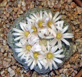 Cultivated Mammillaria lenta, flowering Mature form,Tracheophyta,Cactaceae,IUCN Red List,Terrestrial,Caryophyllales,Plantae,CITES,Magnoliopsida,South America,Mammillaria,Least Concern,Appendix II,Semi-desert,Photosynthetic