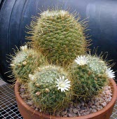 Cultivated Mammillaria sinisrtohamata Mature form,CITES,Mammillaria,Terrestrial,Magnoliopsida,Cactaceae,Caryophyllales,Appendix II,Plantae,Photosynthetic,Tracheophyta,Data Deficient,Semi-desert,South America,IUCN Red List