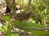 Tuamotu sandpiper on branch Adult,Animalia,Aves,cancellata,Australia,Shore,Scolopacidae,Charadriiformes,Endangered,Terrestrial,Omnivorous,Prosobonia,Chordata,Flying,IUCN Red List