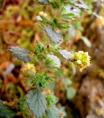 Forsskaolea tenacissima with flower Flower,Rosales,Terrestrial,Not Evaluated,Urticaceae,Plantae,Tracheophyta,Desert,Indian,Forsskaolea,Photosynthetic,Equisetopsida,Asia