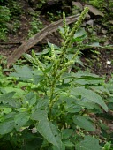 Green amaranth in flower Mature form,Leaves,Flower,Caryophyllales,Amaranthaceae,Magnoliopsida,Dicots,Magnoliophyta,Flowering Plants,Photosynthetic,Africa,Terrestrial,Plantae,Asia,Not Evaluated,Amaranthus,IUCN Red List,Tracheo