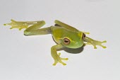 Dorsal view of La Loma tree frog Adult,Sub-tropical,colymba,Hylidae,Tropical,South America,Hyloscirtus,Animalia,Streams and rivers,Fresh water,Rainforest,Amphibia,Anura,Terrestrial,Chordata,IUCN Red List,Aquatic,Critically Endangered