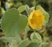 Ragged mallow close up of flower Flower,Mature form,Leaves,Malvaceae,Terrestrial,Tracheophyta,Abutilon,Desert,Magnoliopsida,Indian,Malvales,Not Evaluated,Plantae,Photosynthetic,Africa,Asia