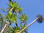 Dendroseris micrantha mature plant Mature form,Terrestrial,Asterales,IUCN Red List,South America,Tracheophyta,Compositae,Photosynthetic,Dendroseris,Magnoliopsida,Critically Endangered,Plantae