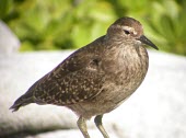 Tuamotu sandpiper Adult,Animalia,Aves,cancellata,Australia,Shore,Scolopacidae,Charadriiformes,Endangered,Terrestrial,Omnivorous,Prosobonia,Chordata,Flying,IUCN Red List