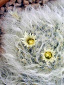 White flowered Mammillaria bocasana Mature form,Least Concern,Cactaceae,Photosynthetic,Caryophyllales,Appendix II,South America,Plantae,Terrestrial,IUCN Red List,Magnoliopsida,Rock,Tracheophyta,Mammilaria,Semi-desert