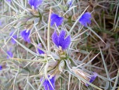 Blepharis ciliaris in flower Mature form,Flower,Leaves,Terrestrial,Tracheophyta,Plantae,Blepharis,Lamiales,Equisetopsida,Africa,Photosynthetic,Asia,Acanthaceae,Desert