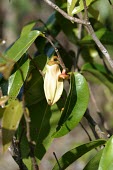 Flower and fruit of Xylopia Flower,Fruits or berries,Leaves,Magnoliales,Annonaceae,Terrestrial,Critically Endangered,Tracheophyta,Magnoliopsida,Forest,Xylopia,Scrub,IUCN Red List,Photosynthetic,Plantae,lamarckii,Mountains,Africa