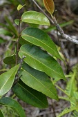 Xylopia leaves Leaves,Magnoliales,Annonaceae,Terrestrial,Critically Endangered,Tracheophyta,Magnoliopsida,Forest,Xylopia,Scrub,IUCN Red List,Photosynthetic,Plantae,lamarckii,Mountains,Africa