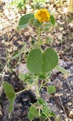 Ragged mallow in flower Flower,Leaves,Mature form,Malvaceae,Terrestrial,Tracheophyta,Abutilon,Desert,Magnoliopsida,Indian,Malvales,Not Evaluated,Plantae,Photosynthetic,Africa,Asia