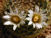 Close up of Mammillaria weingartiana flowers Mature form,IUCN Red List,Caryophyllales,Terrestrial,South America,Appendix II,Photosynthetic,Tracheophyta,Semi-desert,CITES,Mammilaria,Plantae,Magnoliopsida,Vulnerable,Cactaceae,Least Concern