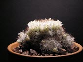 Mammillaria picta Mature form,Terrestrial,IUCN Red List,Magnoliopsida,Least Concern,Cactaceae,Caryophyllales,Mammillaria,Plantae,South America,Semi-desert,CITES,Appendix II,Photosynthetic,Tracheophyta