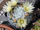 Mammillaria duwei flwoering Mature form,Terrestrial,Plantae,CITES,Mammillaria,Cactaceae,Appendix II,IUCN Red List,Photosynthetic,South America,Tracheophyta,Critically Endangered,Semi-desert,Magnoliopsida,Caryophyllales