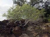 Pemphis acidula in habitat Leaves,Habitat,Mature form,Species in habitat shot,IUCN Red List,Pemphis,Aquatic,Magnoliopsida,Africa,Photosynthetic,Least Concern,Myrtales,Tracheophyta,Terrestrial,Pacific,Marine,Plantae,Sand-dune,Co