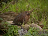 Female Polynesian ground-dove Adult,Australia,Urban,Tropical,Chordata,Aves,Critically Endangered,Flying,Columbidae,Sub-tropical,Columbiformes,Gallicolumba,Agricultural,Animalia,erythroptera,Omnivorous,IUCN Red List