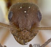 Winged queen Formica talbotae specimen, head detail Sawflies, Ants, Wasps, Bees,Hymenoptera,Ants,Formicidae,Insects,Insecta,Arthropoda,Arthropods,Animalia,Terrestrial,North America,IUCN Red List,Vulnerable,Formica