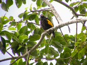 Male fire-maned bowerbird perched Adult,Adult Male,Australia,Animalia,Ptilonorhynchidae,Flying,bakeri,Sub-tropical,Passeriformes,Sericulus,Chordata,Omnivorous,Aves,Vulnerable,IUCN Red List,Near Threatened