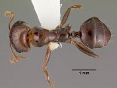 Rossomyrmex minuchae specimen, dorsal view Terrestrial,Animalia,Hymenoptera,Arthropoda,Europe,Vulnerable,Formicidae,Rossomyrmex,IUCN Red List,Insecta