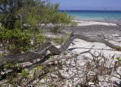 Tuamotu sandpipers on beach by sea Species in habitat shot,Habitat,Animalia,Aves,cancellata,Australia,Shore,Scolopacidae,Charadriiformes,Endangered,Terrestrial,Omnivorous,Prosobonia,Chordata,Flying,IUCN Red List