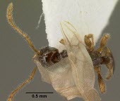 Dorsal view of Teleutomyrmex schneideri specimen Terrestrial,Teleutomyrmex,Hymenoptera,Europe,Insecta,Animalia,Vulnerable,Arthropoda,IUCN Red List,Formicidae