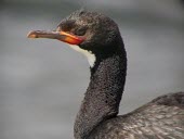 Campbell Island shag Adult,Chordates,Chordata,Pelicans and Cormorants,Pelecaniformes,Aves,Birds,Phalacrocoracidae,Cormorants,Coastal,Animalia,Phalacrocorax,campbelli,Carnivorous,Ocean,Australia,Flying,Vulnerable,IUCN Red