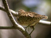 Rear view of a Tuamotu sandpiper Adult,Animalia,Aves,cancellata,Australia,Shore,Scolopacidae,Charadriiformes,Endangered,Terrestrial,Omnivorous,Prosobonia,Chordata,Flying,IUCN Red List