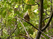 Tuamotu sandpiper in tree Habitat,Species in habitat shot,Animalia,Aves,cancellata,Australia,Shore,Scolopacidae,Charadriiformes,Endangered,Terrestrial,Omnivorous,Prosobonia,Chordata,Flying,IUCN Red List