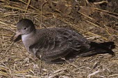 Pink-footed shearwater Adult,Procellariidae,Shearwaters and Petrels,Ciconiiformes,Herons Ibises Storks and Vultures,Chordates,Chordata,Aves,Birds,Ocean,Rock,Pacific,Aquatic,Carnivorous,Scrub,Procellariiformes,Flying,Vulnera