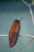 Male Juan Fernndez firecrown, rear view Adult,Adult Male,Chordata,Appendix II,Aves,Sephanoides,Animalia,South America,fernandensis,Apodiformes,Sub-tropical,Critically Endangered,Carnivorous,Fluid-feeding,Flying,Trochilidae,IUCN Red List