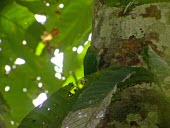 Buff-faced pygmy parrot Forests,Tropical,Habitat,Adult,Least Concern,Terrestrial,Aves,Micropsitta,Asia,Psittacidae,IUCN Red List,Herbivorous,Animalia,Psittaciformes,Chordata,Sub-tropical,Rainforest,pusio