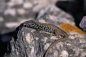 Milos wall lizard basking Adult Male,Adult,Sand-dune,Squamata,milensis,Lacertidae,Podarcis,Omnivorous,Terrestrial,Animalia,Vulnerable,Scrub,Europe,Semi-desert,Chordata,Reptilia,IUCN Red List