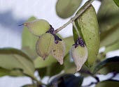 Magrove leaves Fruits or berries,Mature form,Avicenniaceae,Avicennia,Photosynthetic,Asia,Not Evaluated,Aquatic,Tracheophyta,Terrestrial,Plantae,Mangrove,Lamiales,Magnoliopsida,IUCN Red List,Least Concern