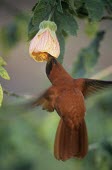 Male Juan Fernndez firecrown feeding from flower Adult Male,Feeding behaviour,Adult,Feeding,Chordata,Appendix II,Aves,Sephanoides,Animalia,South America,fernandensis,Apodiformes,Sub-tropical,Critically Endangered,Carnivorous,Fluid-feeding,Flying,Tro