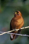 Male Juan Fernndez firecrown on branch Adult Male,Adult,Chordata,Appendix II,Aves,Sephanoides,Animalia,South America,fernandensis,Apodiformes,Sub-tropical,Critically Endangered,Carnivorous,Fluid-feeding,Flying,Trochilidae,IUCN Red List