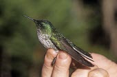 Female Juan Fernndez firecrown being held Adult Female,Adult,Chordata,Appendix II,Aves,Sephanoides,Animalia,South America,fernandensis,Apodiformes,Sub-tropical,Critically Endangered,Carnivorous,Fluid-feeding,Flying,Trochilidae,IUCN Red List