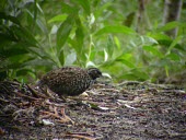 Black-breasted buttonquail on ground Adult,Gruiformes,Near Threatened,Australia,Animalia,Omnivorous,Turnix,Aves,Turnicidae,Sub-tropical,Flying,Chordata,melanogaster,IUCN Red List