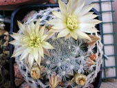 Mammillaria duwei with flowers and buds Mature form,Terrestrial,Plantae,CITES,Mammillaria,Cactaceae,Appendix II,IUCN Red List,Photosynthetic,South America,Tracheophyta,Critically Endangered,Semi-desert,Magnoliopsida,Caryophyllales