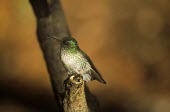 Female Juan Fernndez firecrown Adult,Adult Female,Chordata,Appendix II,Aves,Sephanoides,Animalia,South America,fernandensis,Apodiformes,Sub-tropical,Critically Endangered,Carnivorous,Fluid-feeding,Flying,Trochilidae,IUCN Red List