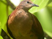 Polynesian ground-dove Adult,Australia,Urban,Tropical,Chordata,Aves,Critically Endangered,Flying,Columbidae,Sub-tropical,Columbiformes,Gallicolumba,Agricultural,Animalia,erythroptera,Omnivorous,IUCN Red List