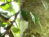 Buff-faced pygmy parrot perched on tree Tropical,Adult,Species in habitat shot,Habitat,Forests,Least Concern,Terrestrial,Aves,Micropsitta,Asia,Psittacidae,IUCN Red List,Herbivorous,Animalia,Psittaciformes,Chordata,Sub-tropical,Rainforest,pu