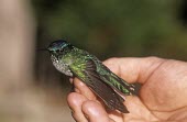 Female Juan Fernndez firecrown being held Adult Female,Adult,Chordata,Appendix II,Aves,Sephanoides,Animalia,South America,fernandensis,Apodiformes,Sub-tropical,Critically Endangered,Carnivorous,Fluid-feeding,Flying,Trochilidae,IUCN Red List