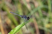 Male purple darter on leaf Ponds and lakes,Sub-tropical,Arthropoda,Insecta,Asia,Temporary water,Odonata,Carnivorous,Scrub,Savannah,Europe,Diplacodes,Streams and rivers,Libellulidae,Tropical,Flying,Africa,Animalia,Wetlands,IUCN